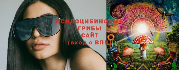 стаф Аркадак